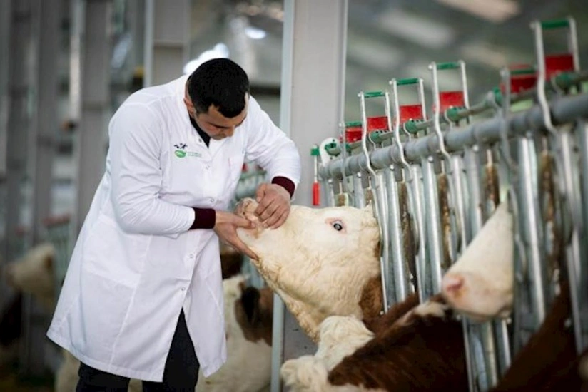 Ət, heyvan və quş cəmdəklərinin ekspertiza aktı əsasında baytarlıq damğası ilə nişanlanması məcburi olacaq