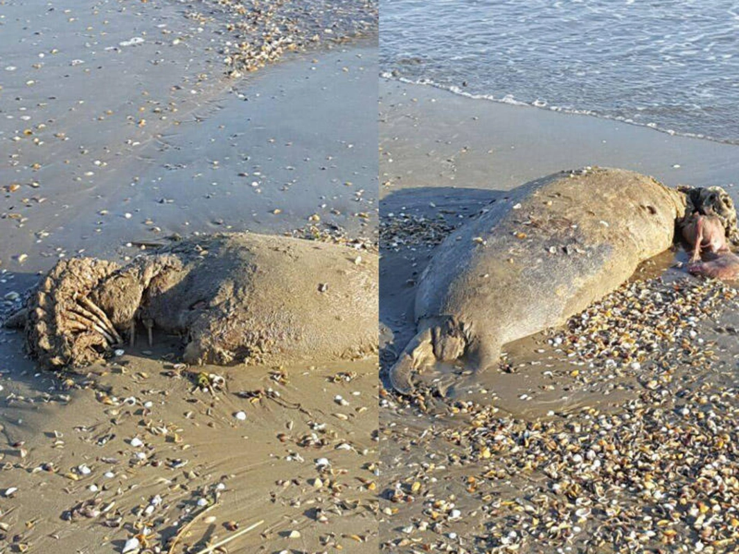 Xəzərin Xaçmaz sahillərində suiti cəsədləri tapılıb