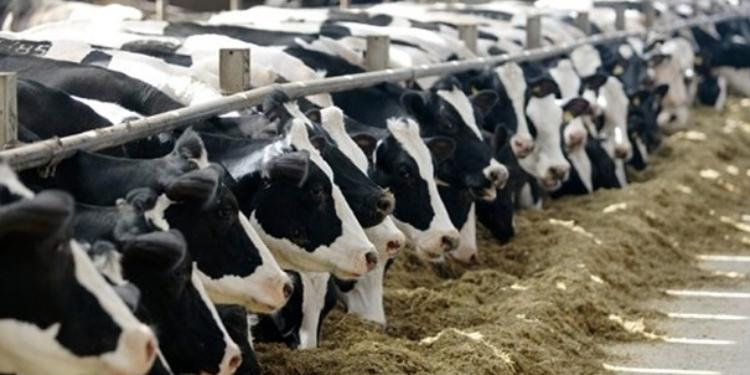 Gələn həftədən Azərbaycandakı heyvan bazarlarında məhdudiyyətlər tətbiq ediləcək