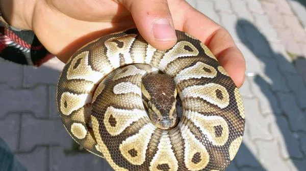 Polis yoxlanışı zamanı cibindən piton çıxdı - VİDEO