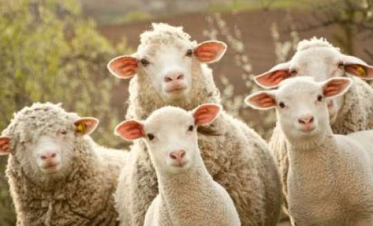 Heyvanların aşağı çəkidə kəsilməsi ət istehsalına mənfi təsir göstərir - Nazirlikdən açıqlama