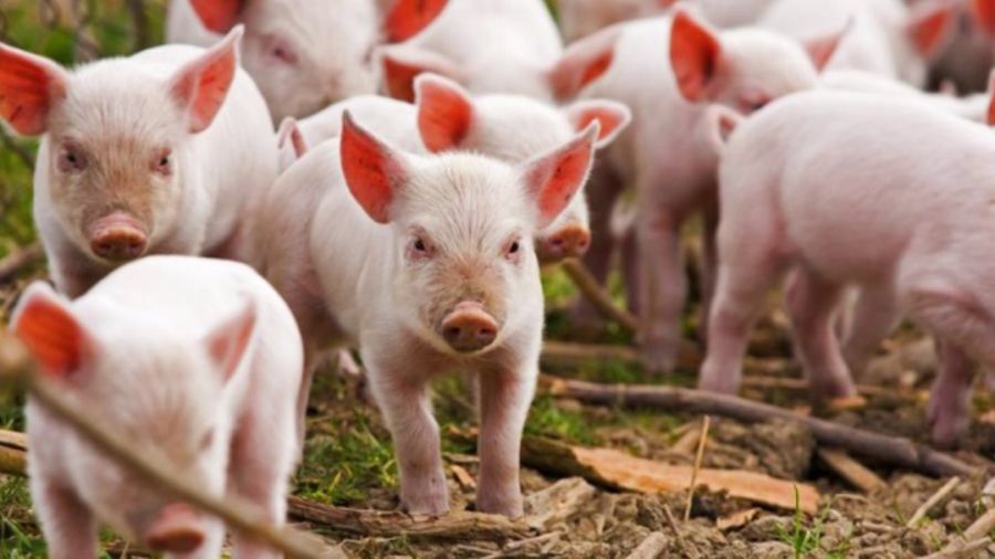 Azərbaycanda donuzların sayı açıqlanıb