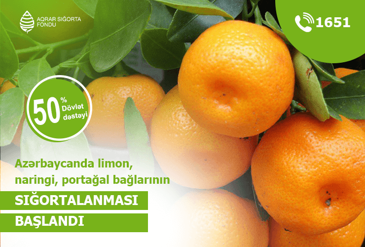 Azərbaycanda sitrus bağlarının sığortalanmasına başlanılıb