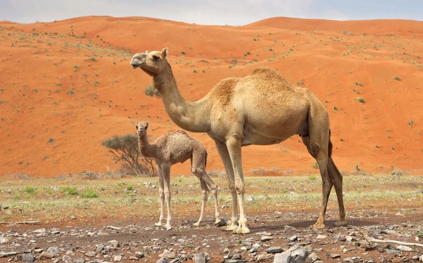 Şimali Makedoniyadan Azərbaycana dəvə idxalına məhdudiyyət qoyulub