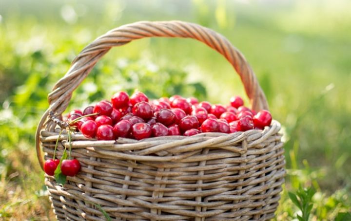 Azərbaycanda gilas bağlarının sığortası üç dəfə artıb