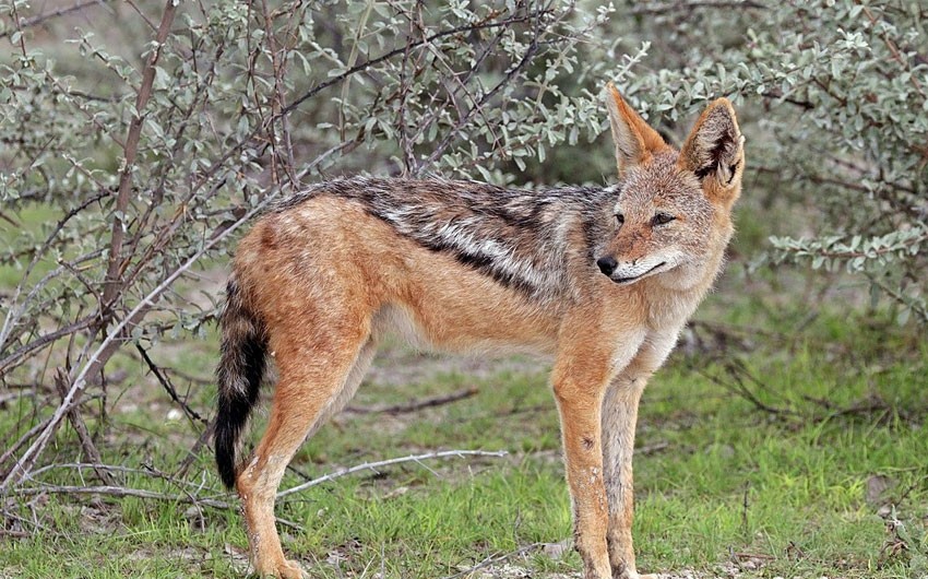 Çaqqal kənd sakinlərinə hücum etdi