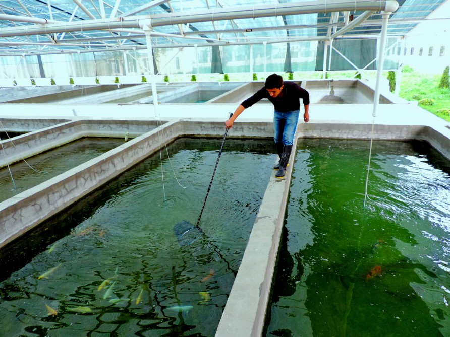 Balıqçılıq təsərrüfatları nəzarətə götürülür? - Akvakulturanın ilkin uçotuna başlandı