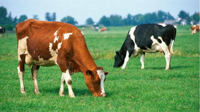 Gürcüstan 9 ayda Azərbaycana 21 milyon dollarlıq mal-qara satıb