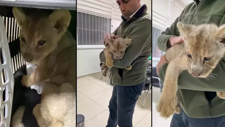 Türkiyəyə qanunsuz gətirilən şir balası ələ keçirilib