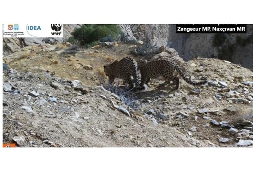 Zəngəzur Milli Parkında bəbir və iki balası görüntülənib