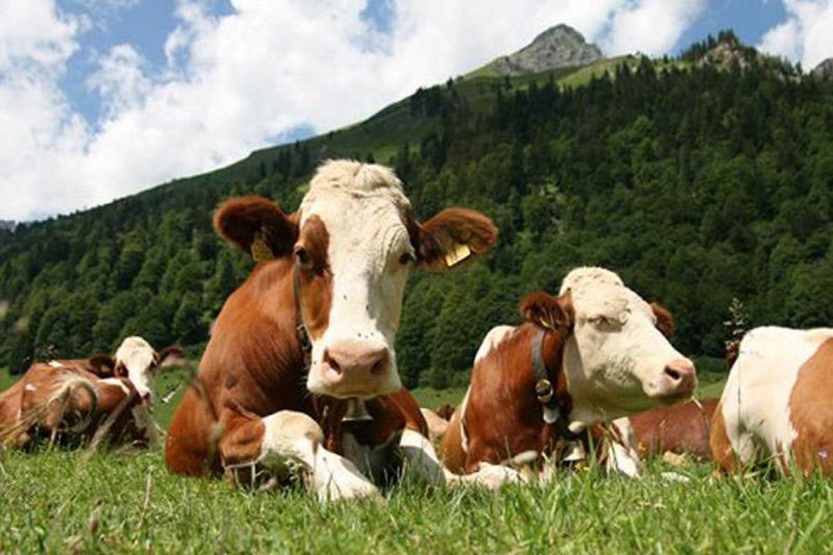 Son 5 ildə damazlıq heyvanlar alınmasına 90 milyon manat güzəşt tətbiq edilib