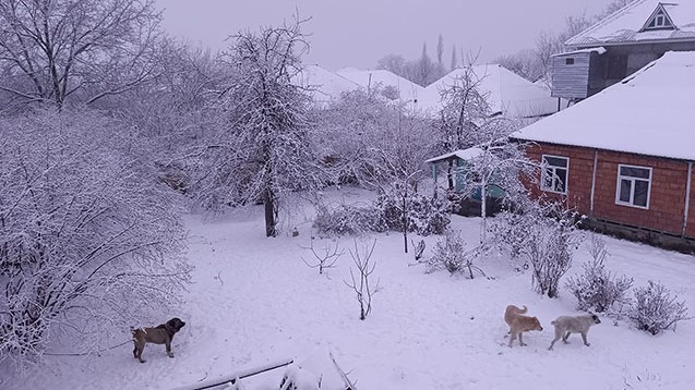 Şahbuzda qarın hündürlüyü yarım metrə çatıb