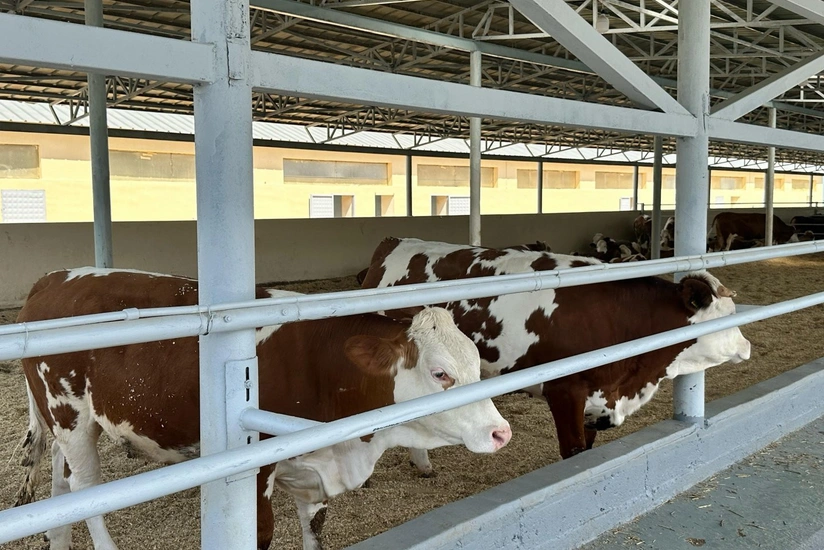 Livan və Litvadan ət məhsullarının gətirilməsinə məhdudiyyət qoyuldu