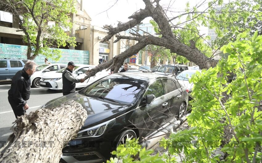 Güclü küləyə görə nəhəng ağac avtomobillərin üzərinə aşıb