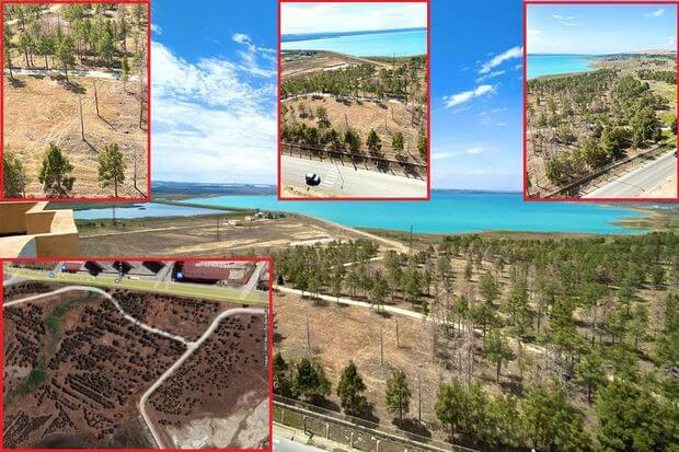 Ceyranbatan su anbarının ərazisindəki ağaclar kütləvi quruyur