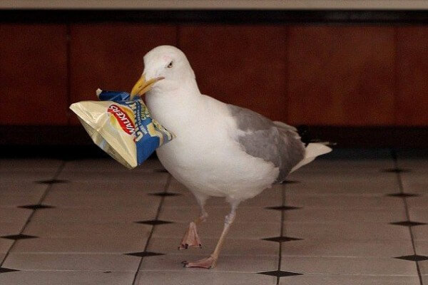 Qağayı marketdən 634 manatlıq ərzaq oğurladı