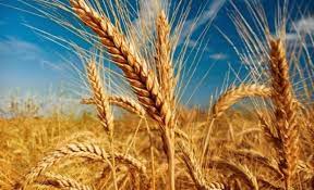 Dünyada 18 həftəlik taxıl ehtiyatı qalıb