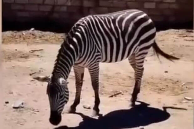 Bakıda 22 min manata zebra satılır