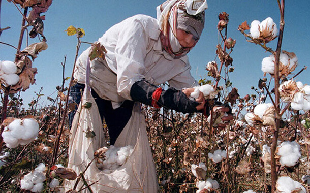 Ölkədə 15 nəfər pambıq yığımı zamanı zəhərləndi