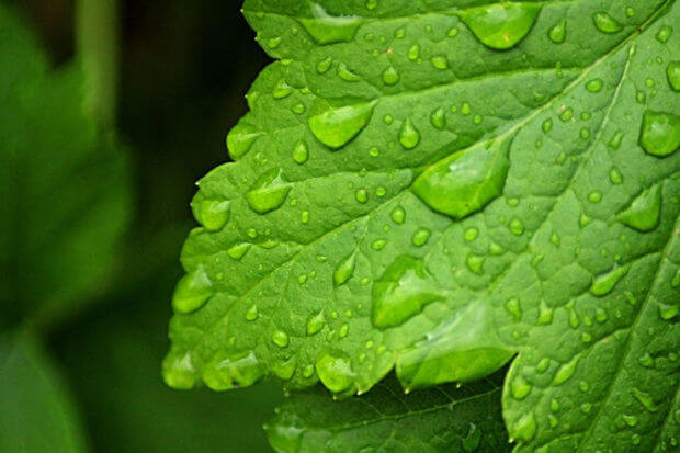 Müşahidə edilən FAKTİKİ HAVA