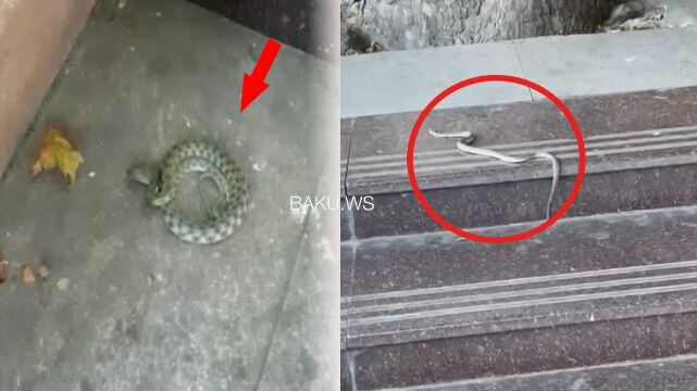 "Tarqovı"da ilan peyda olub - VİDEO