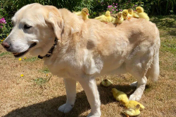 Labrador 15 ördək balasını övladlığa götürüb