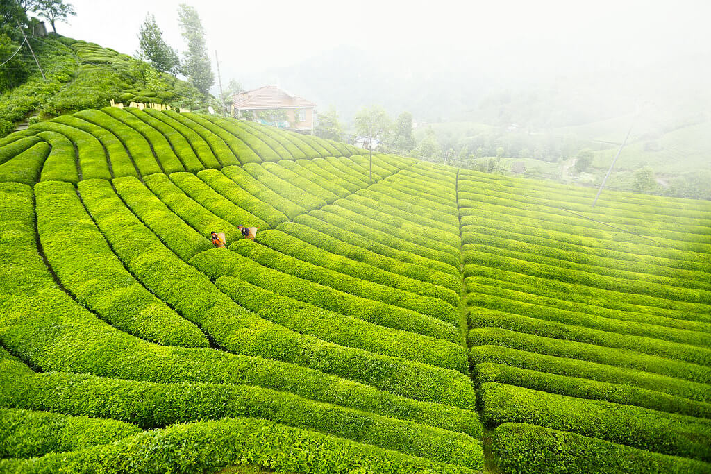 Çay ixracı iki dəfə artıb: Xaricə kilosunu 10 manata satırıq
