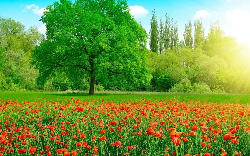 Sabahın hava proqnozu