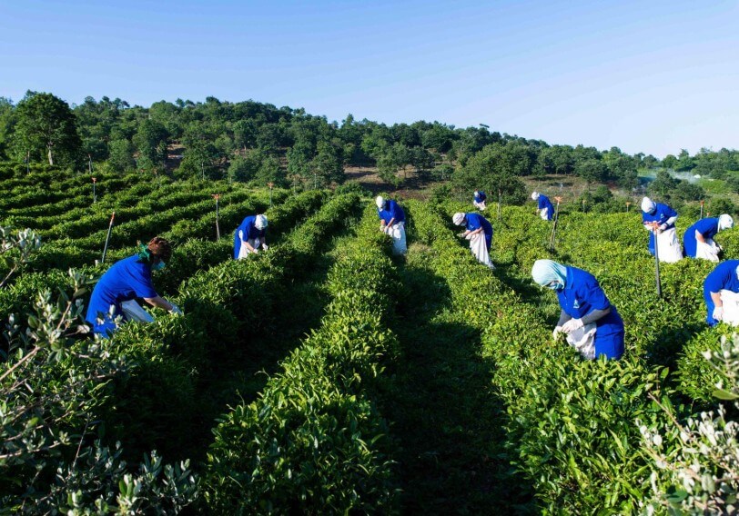 İdxaldan asılı duruma düşmüş çayçılıq