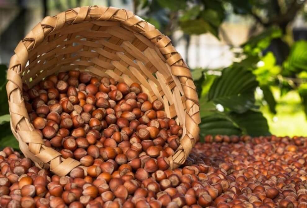 Bu il meşə fındığı ixracından 71 milyona yaxın gəlir əldə edilib