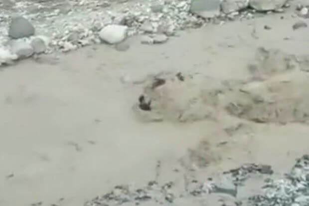 İsmayıllıda atı və sahibini sel aparıb - VİDEO