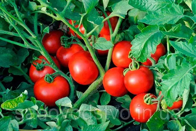 Azərbaycan 5 aya pomidor satışından 91 milyon dollar qazanıb