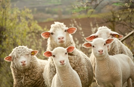 Qurban kəsilən ölkələrdə qoyunların fərqli qiyməti: Azərbaycan neçənci yerdədir?