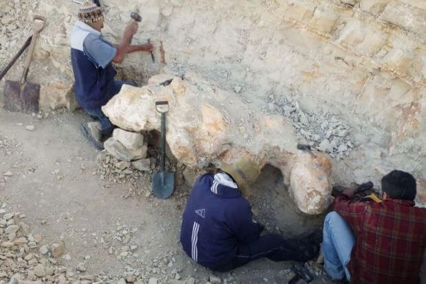 Yer kürəsinin ən ağırçəkili canlısının qalıqları tapılıb - FOTO