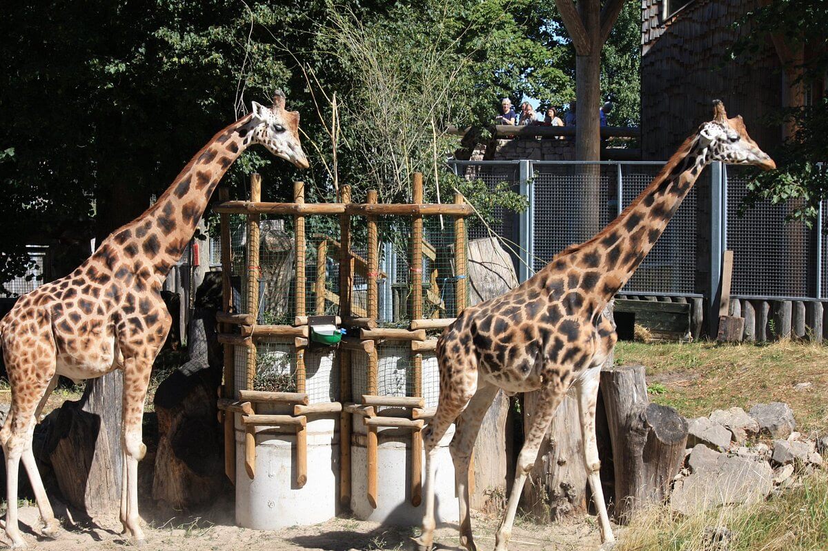 Ən çox zoopark haradadır? - SİYAHI