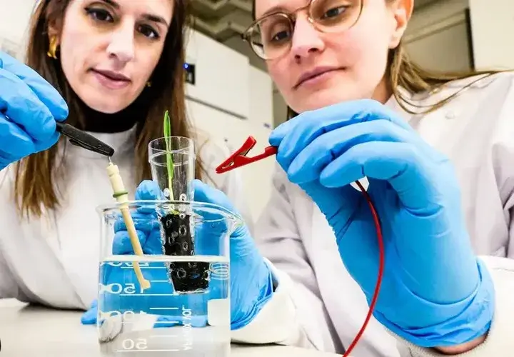 Bitkilərin böyüməsini sürətləndirən “elektron torpaq” işlənib hazırlanıb