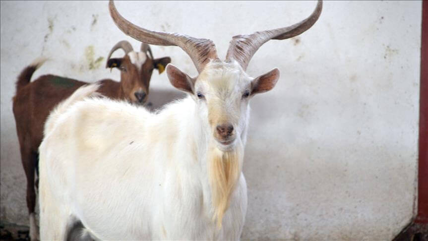 Xırda buynuzlu heyvanların ən çox saxlanıldığı ölkələr - SİYAHI