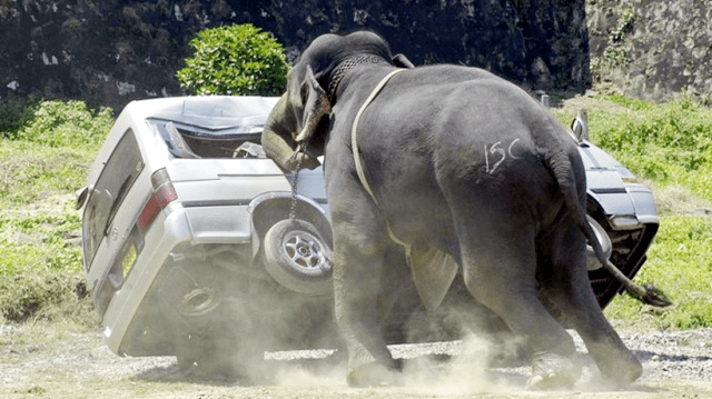 1 il ərzində ən çox insan ölümünə səbəb olan canlılar - SİYAHI
