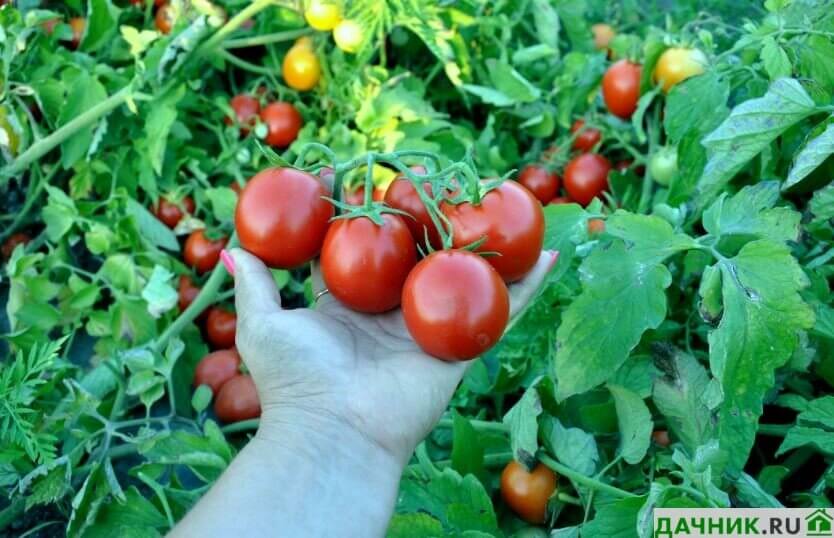 Pomidor sahələrinin sığortası başlanıldı