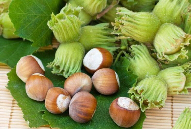 Azərbaycan Türkiyədən fındıq alışını kəskin azaldıb