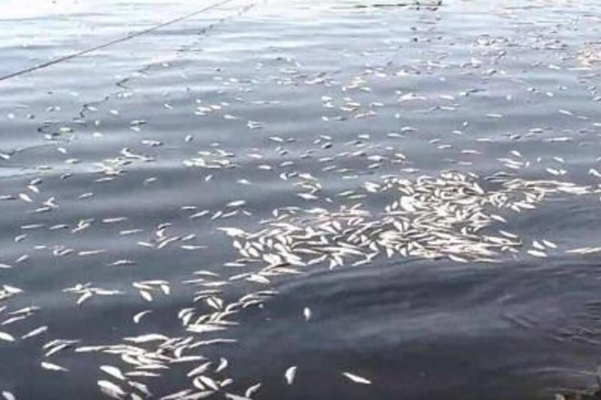 Hövsan və Türkan sahillərində balıqlar niyə tələf olur? - SƏBƏB