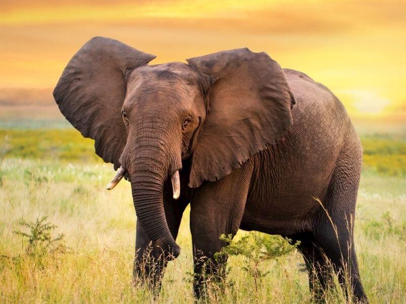 Qida və su ehtiyatlarının tükənməsi səbəbindən yüzlərlə fil məhv ediləcək