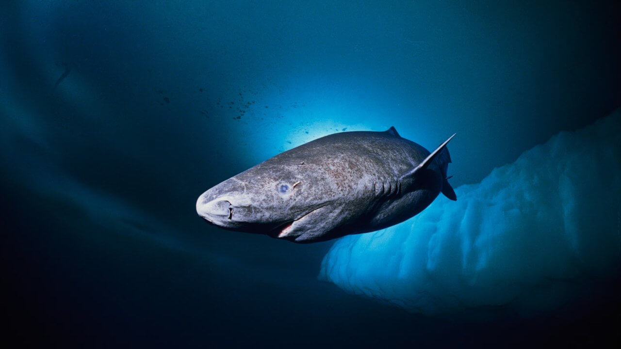 Dünyanın ən uzun yaşayan canlısı - Qrenlandiya köpəkbalığı