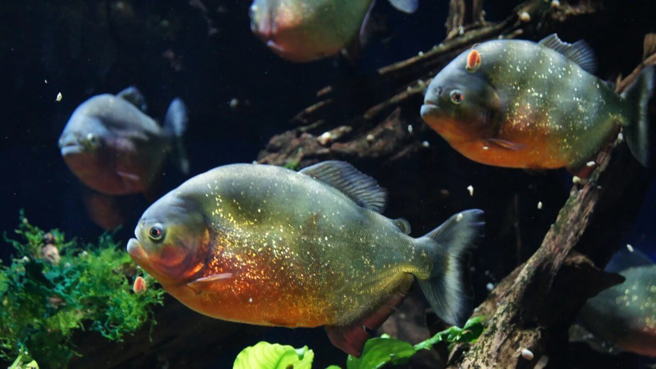 Duzlu su balıqları şirin suda yaşaya bilərmi?