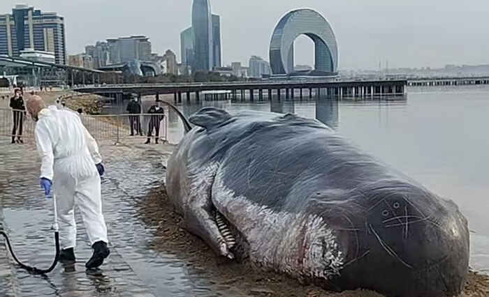 Ekofəal: "Balina ovu ilə bağlı kvotalar artırılıb"