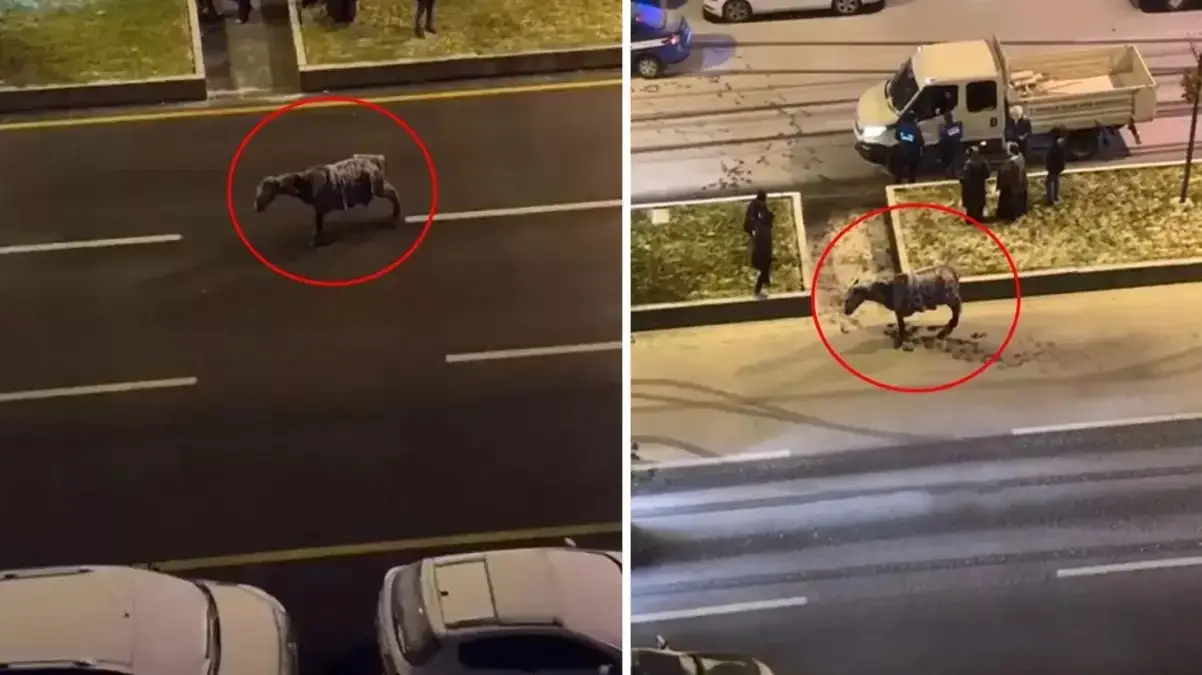 Soyuq hava səbəbindən at yolun ortasında donub - VİDEO