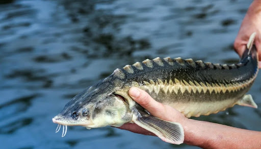 Xəzərdə nərə balıqlarının ovlanmasına qoyulan qadağanın ləğvi gözlənilmir