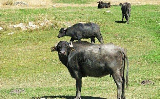 Camış balasına görə subsidiya veriləcək