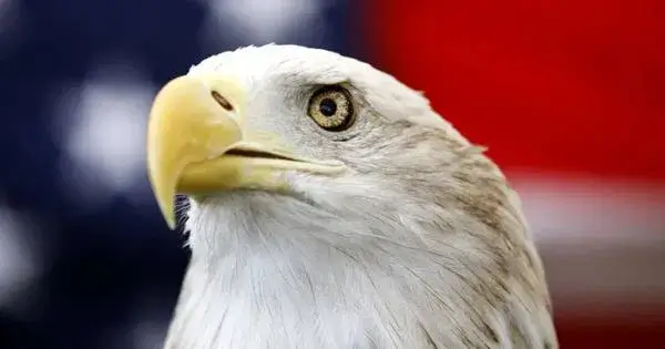 Keçəl qartal rəsmi olaraq ABŞ-ın "milli quşu" oldu