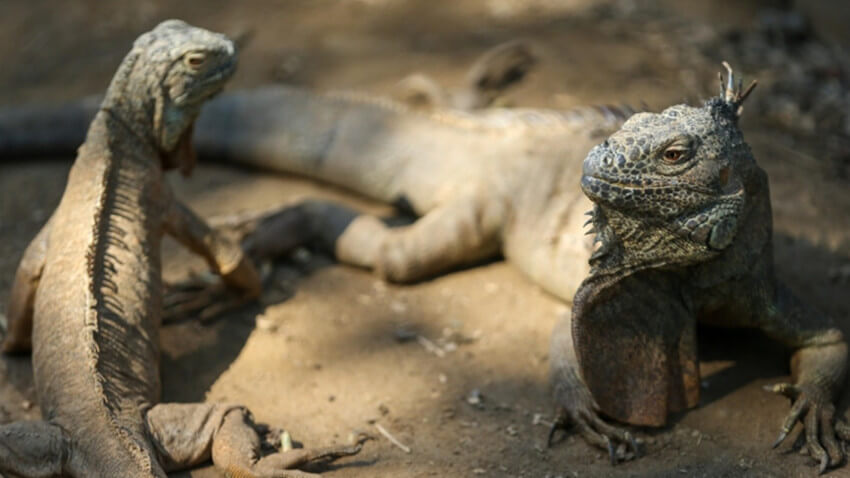 Tayvanda kənd təsərrüfatını məhv edən 120 mindən çox yaşıl iquana məhv ediləcək